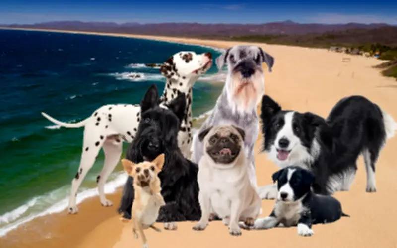 Top 7 playas en Jalisco para perros: Puerto Vallarta y Costalegre