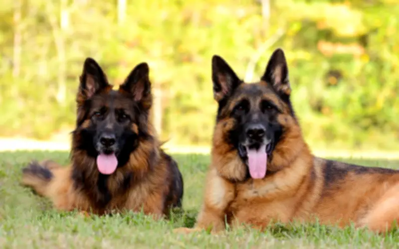 Top de razas de perros más inteligentes del mundo: ranking y consejos