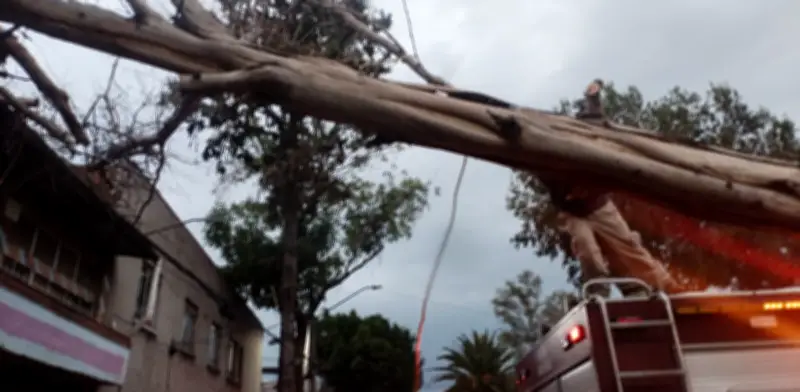 Tormenta eléctrica causa caos en CDMX: encharcamientos, árboles caídos y afectaciones en transporte