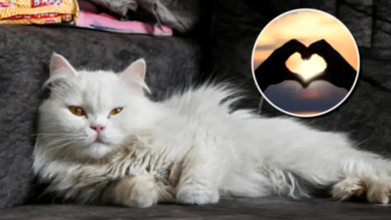 ¿Tu gato te ama? Señales silenciosas del afecto felino que debes conocer