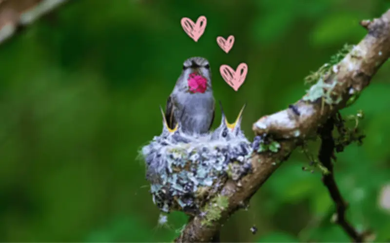 Un colibrí anida en tu hogar: Descubre el significado ancestral y cómo protegerlo