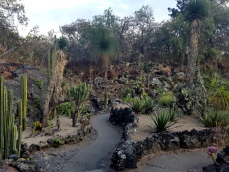 UNAM celebra XXI Día Nacional de Jardines Botánicos con fiesta de las plantas
