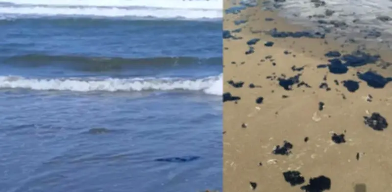 Universidad Veracruzana se une a frente científico contra derrame en Golfo de México