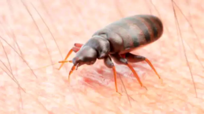 Usuarios del Metro CDMX denuncian presuntas chinches en vagones y estaciones