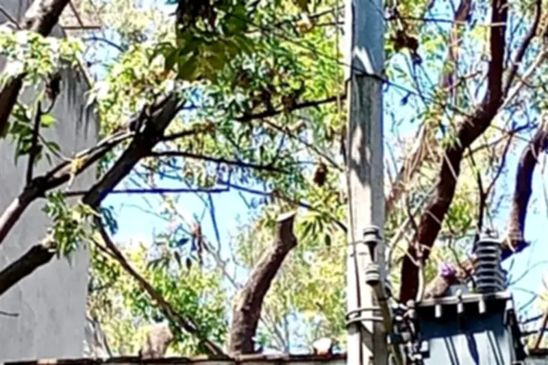 Vecinos de San Rafael denuncian tala irregular de árboles en la colonia