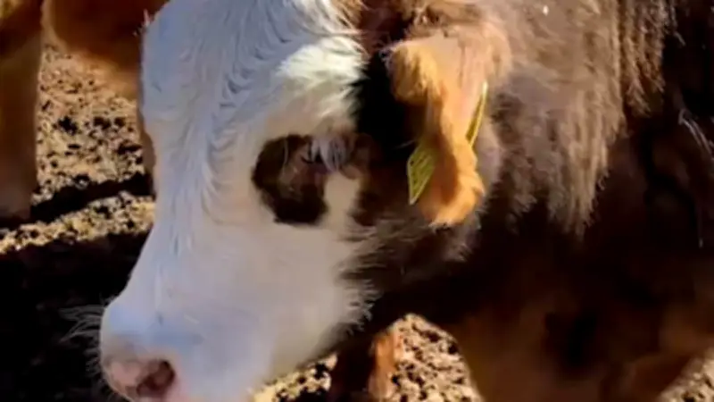 Zacatecas Activa Cerco Sanitario por Gusano Barrenador Proveniente de San Luis Potosí