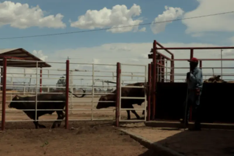 Zacatecas Confirma Primer Caso de Gusano Barrenador en Ganado Bebé