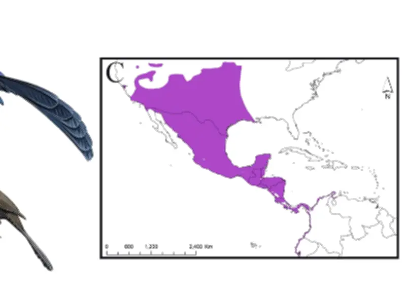 Zanate Mexicano Avistado en Corea del Sur Tras Viaje Transoceánico