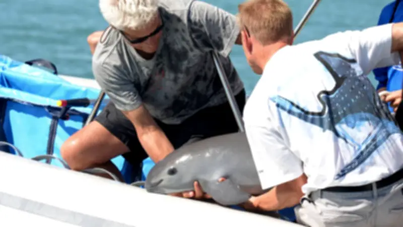 Zoológico de Indianápolis lanza votación global para salvar a la vaquita marina en peligro crítico