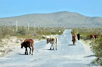 Alcaldes del Norte Piden Apoyo Federal para Municipios del Sur del País
