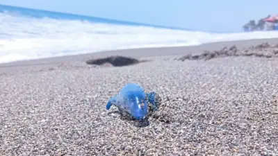 Alerta en Michoacán por medusa 'dragón azul': peligros y recomendaciones