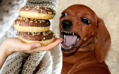 Alerta Veterinaria: Los 15 Alimentos Más Peligrosos Para Tu Perro Según La FDA