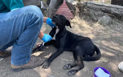 Atienden al perrito 'Bubu' tras ser atacado con arma de fuego en El Salto, Jalisco