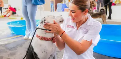 BC: reformas fortalecen protección animal con penas de hasta 8 años