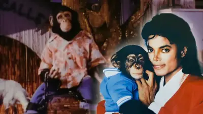 Bubbles, el chimpancé de Michael Jackson: su historia y dónde está hoy