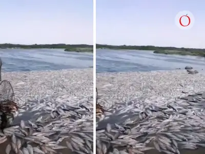 Catástrofe ambiental en Altamira: Hallan dos toneladas de peces muertos en estero El Camalote