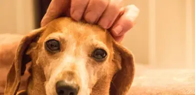 Cerebro de perros se redujo 50%: ¿perdieron inteligencia al domesticarse?