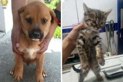 Cinco perritos y dos michis rescatados aguardan una familia adoptiva en México