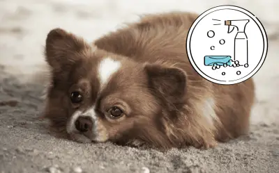 Cómo eliminar el olor a orín de perro en casa rápido y económico: guía práctica