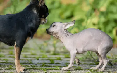 Cómo evitar que un perro agresivo ataque al tuyo: guía práctica