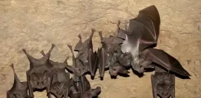 Colonia de murciélago orejón mexicano se recupera exitosamente en Puebla tras años de trabajo