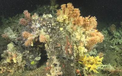 Corales de Galápagos tardaron más de mil años en recuperarse tras colapso climático