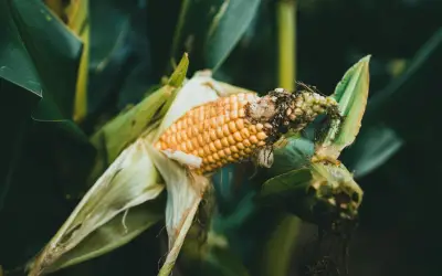 Cosechas récord de maíz, trigo y soya generan sobreoferta global y presión a productores mexicanos