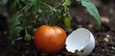 Cáscara de huevo para plantas: 3 errores comunes que arruinan tu jardín