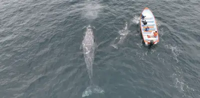 De santuario a necrópolis: La ballena gris sucumbe al hambre y calor en México