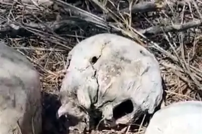 Descubren Campo de Exterminio en Tamaulipas con Restos Humanos y Evidencias de Violencia