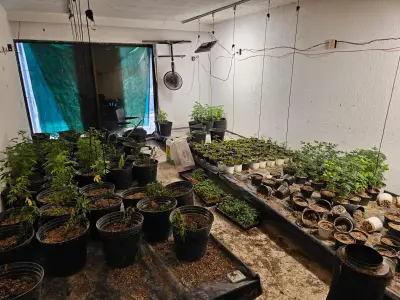 Descubren invernadero clandestino de mariguana en Zapopan