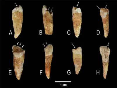 Dientes prehistóricos revelan que la producción textil era tarea exclusiva de mujeres