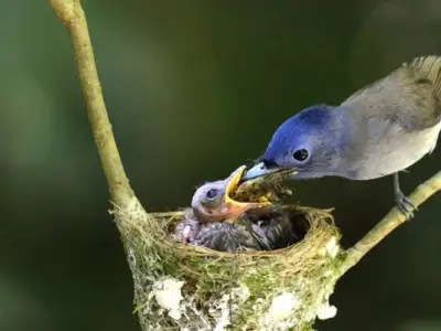 El 36% de la biodiversidad terrestre podría perecer en 2085 por eventos climáticos extremos