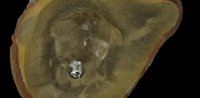 El 'pulpo' más antiguo era en realidad un nautilo: estudio corrige décadas de error