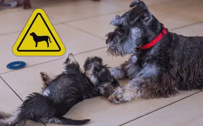 Estudio Revela: Más del 70% de los Perros Sufren Ansiedad, Descubre las Razas Más Afectadas