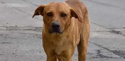 Exalcaldesa de Tecámac sacrificó 14 mil perros, no 10 mil como afirmó