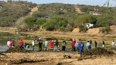 Exigen a alcalde de Huajuapan limpiar presa de Yosocuta por plaga de lirio y denuncian riesgos sanitarios