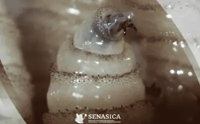 Gusano Barrenador Afecta a 214 Animales en Hidalgo: Autoridades Confirman Control