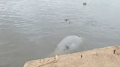 Hallan manatí muerto en río Coatzacoalcos; PROFEPA investiga causas del deceso