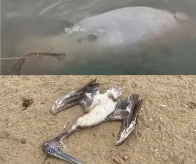 Hallan manatí y pelícano muertos en río Coatzacoalcos; suman tres manatíes fallecidos en 2026