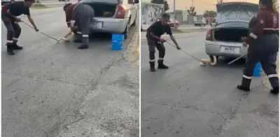 Hallan pitón de dos metros oculta en auto en Zuazua, Nuevo León