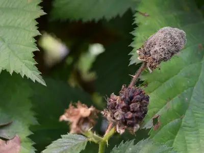 Hongos Fitopatógenos: La Guerra Silenciosa que Devasta Cultivos y Economías