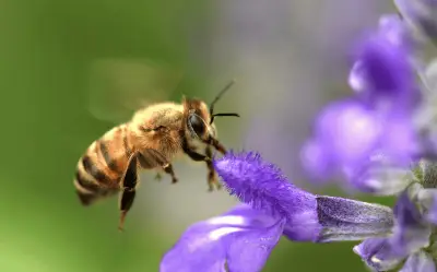 Jardines Polinizadores: Guía Completa para Crear un Refugio de Biodiversidad en Casa