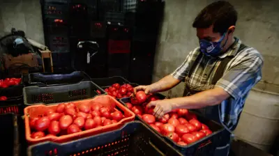 Jitomate alcanza precios récord: hasta 98 pesos el kilo en CDMX; intermediarios son señalados