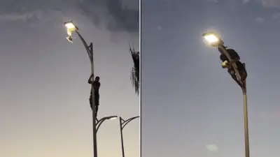 Joven escala poste en La Paz para rescatar gaviota atrapada en luminaria