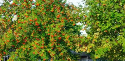 La distancia correcta al plantar árboles frutales en casa: clave para una cosecha abundante