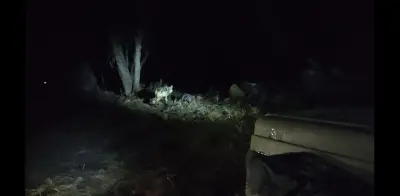 Liberan a hembra de lobo mexicano en Chihuahua para reactivar su conservación