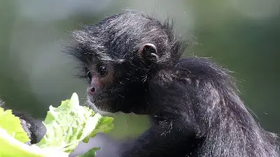 Mono araña sobrevive a descarga eléctrica en Guadalajara