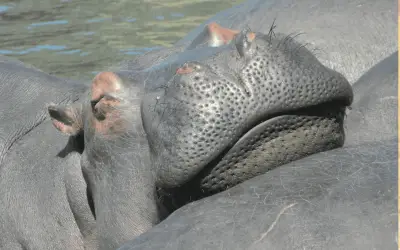 México niega haber ofrecido refugio a hipopótamos de Colombia, citando barreras legales y sanitarias