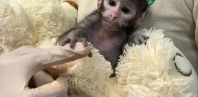 Nace mono patas en Zoológico Guadalajara: Yuji, el 'Punch' tapatío